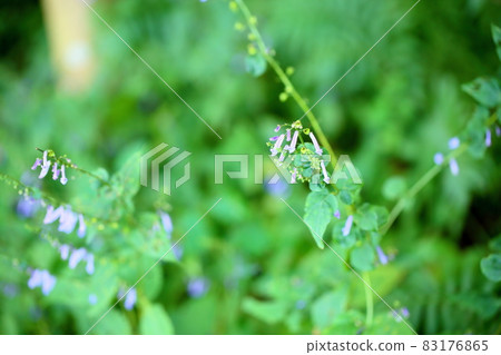秋天三葉草花 83176865