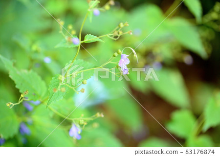 Flowers of Caliphone Flowers of Caliphone 83176874