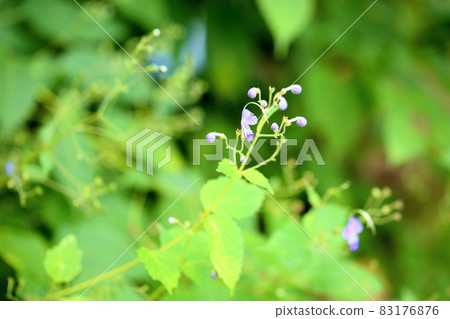 Flowers of Caliphone Flowers of Caliphone 83176876
