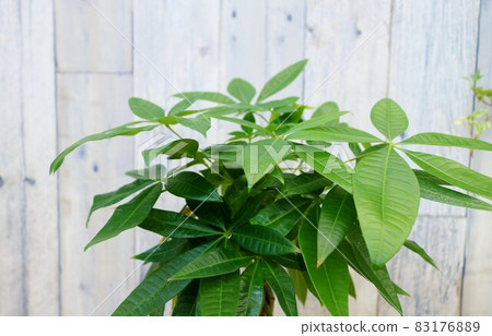 癒合觀葉植物 Pachira 背景 83176889