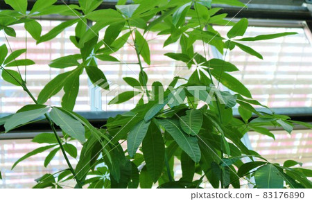 癒合觀葉植物 Pachira 背景 癒合觀葉植物 Pachira 背景 83176890