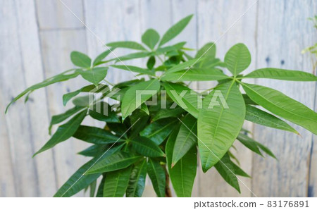 癒合觀葉植物 Pachira 背景 癒合觀葉植物 Pachira 背景 83176891