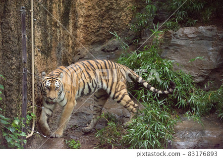 Amur Tora Amur Tora 83176893