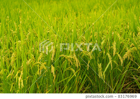 Rice ears that grew in autumn 83176969
