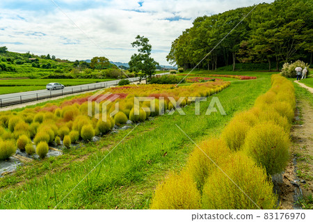 Asuka Village, Nara Prefecture, Kokia planted at the foot of Amakashi Hill Asuka Village, Nara Prefecture, Kokia planted at the foot of Amakashi Hill 83176970