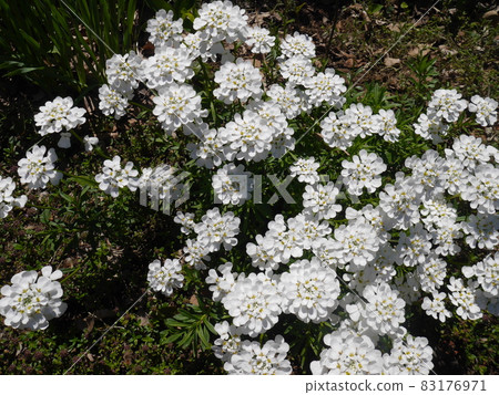 Iberis flowers Iberis flowers 83176971