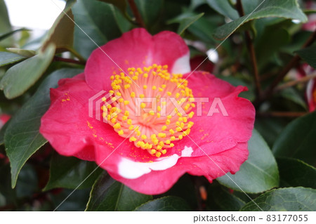 冬季盛開的粉紅色山茶花 冬季盛開的粉紅色山茶花 83177055