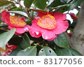 Pink flowers blooming in winter 83177056