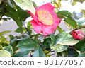 Pink camellia flowers blooming in winter 83177057