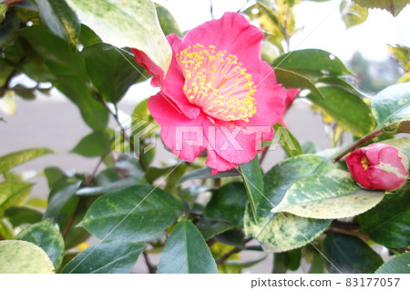 Pink camellia flowers blooming in winter 83177057