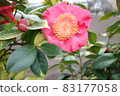 Pink camellia flowers blooming in winter 83177058