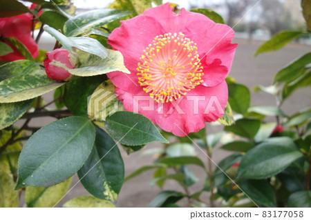 冬季盛開的粉紅色山茶花 冬季盛開的粉紅色山茶花 83177058