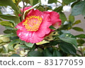 Pink camellia flowers blooming in winter 83177059