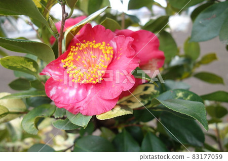 冬季盛開的粉紅色山茶花 冬季盛開的粉紅色山茶花 83177059