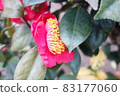 Pink camellia flowers blooming in winter 83177060