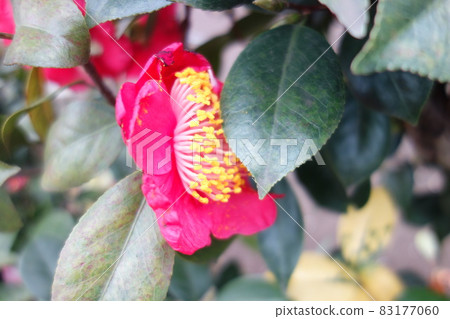 Pink camellia flowers blooming in winter Pink camellia flowers blooming in winter 83177060