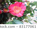 Pink camellia flowers blooming in winter 83177061