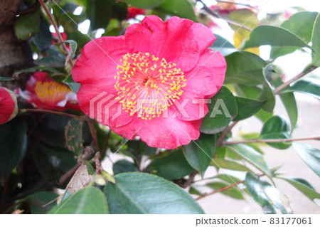 冬季盛開的粉紅色山茶花 冬季盛開的粉紅色山茶花 83177061