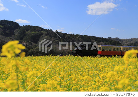 Kominato Railway and Rape Fields on the Boso Peninsula Kominato Railway and Rape Fields on the Boso Peninsula 83177070