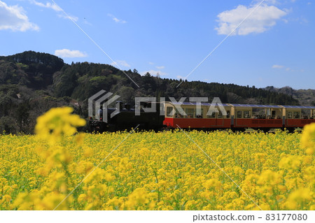 Kominato Railway and Rape Fields on the Boso Peninsula Kominato Railway and Rape Fields on the Boso Peninsula 83177080