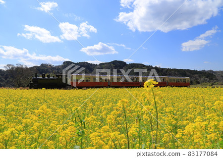 Kominato Railway and Rape Fields on the Boso Peninsula Kominato Railway and Rape Fields on the Boso Peninsula 83177084
