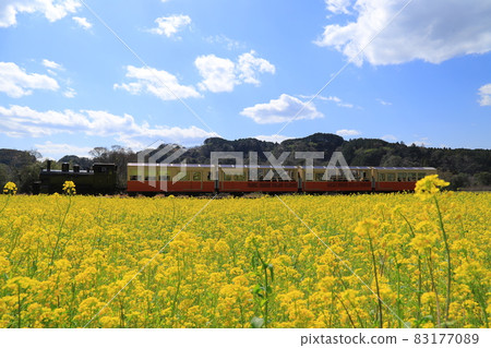 房總半島上的小湊鐵路和油菜田 房總半島上的小湊鐵路和油菜田 83177089