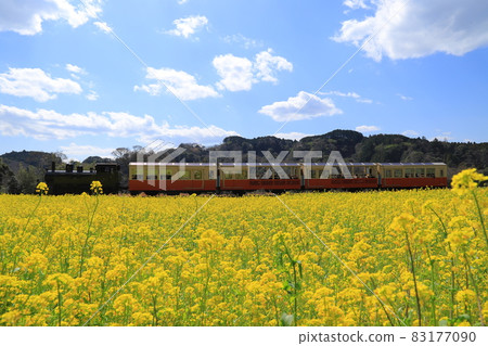 房總半島上的小湊鐵路和油菜田 83177090