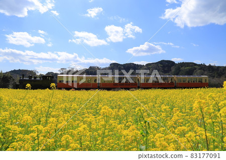 房總半島上的小湊鐵路和油菜田 房總半島上的小湊鐵路和油菜田 83177091