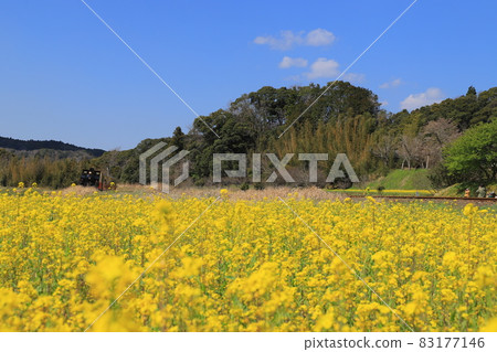 Kominato Railway and Rape Fields on the Boso Peninsula 83177146
