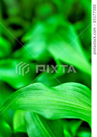 Giboshi's leaves 83177388