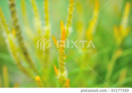 Yellow cockscomb flower 83177389
