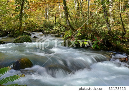Scenery of Oirase Gorge in late autumn @ Aomori 83178313