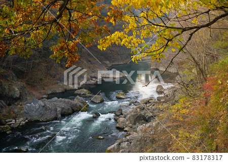 高津戶峽谷秋天的落葉 高津戶峽谷秋天的落葉 83178317