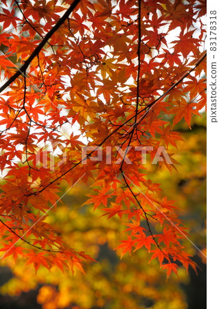Takatsudo Gorge Autumn leaves Takatsudo Gorge Autumn leaves 83178318