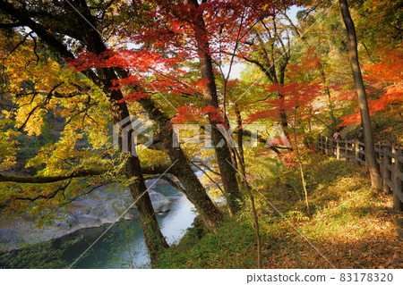 Takatsudo Gorge Autumn leaves Takatsudo Gorge Autumn leaves 83178320