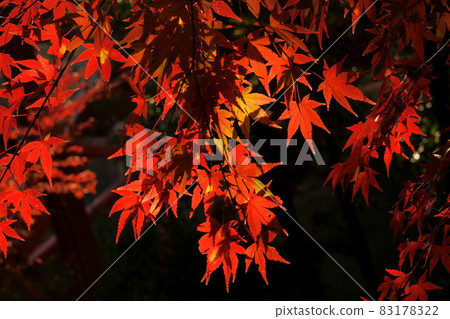 高津戶峽谷秋天的落葉 高津戶峽谷秋天的落葉 83178322