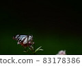 候鳥板栗虎 83178386