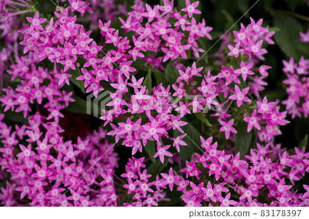 桃紅色pentas花在花床上的綻放在公園。學名是Pentas lanceolata。 83178397