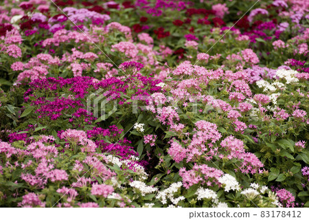Pink pentas flowers are in bloom on the flowerbeds of the park. The scientific name is Pentas lanceolata. 83178412