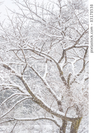The winter 83178538