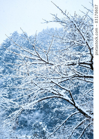 The winter The winter 83178607