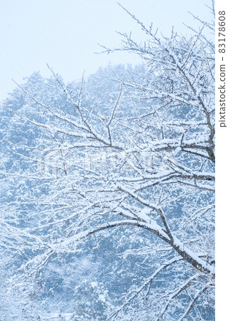 The winter The winter 83178608