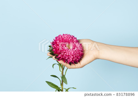 Hand holding aster flower isolated on blue background. Autumn flowers. Asters symbolize love, wisdom and faith Hand holding aster flower isolated on blue background. Autumn flowers. Asters symbolize love, wisdom and faith 83178896