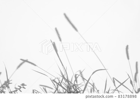 Shadow overlay effects for branding. Mockups. Scenes of natural lighting. Light Gray shadows grass on a white wall. Banner with copy space. Shadow overlay effects for branding. Mockups. Scenes of natural lighting. Light Gray shadows grass on a white wall. Banner with copy space. 83178898