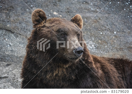 Ezo brown bear-high ISO 83179020