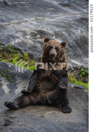 Ezo brown bear-high ISO 83179029