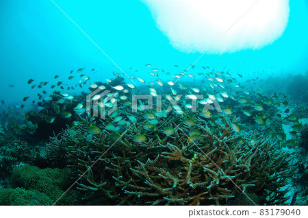 馬爾代夫 Eriyadu 的一群藍綠色 chromis 83179040