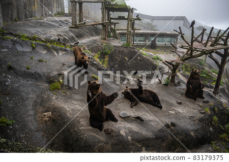 Ezo brown bear begging for food-high ISO Ezo brown bear begging for food-high ISO 83179375