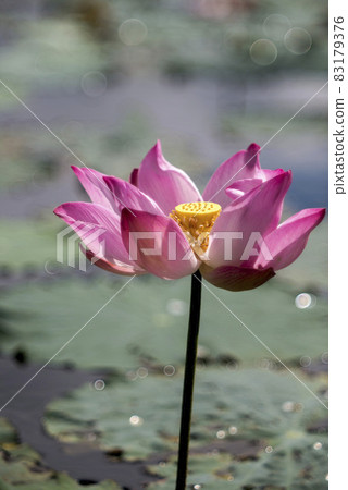 Natural photo: Lotus blooming season. This is beautifull flowers Natural photo: Lotus blooming season. This is beautifull flowers 83179376