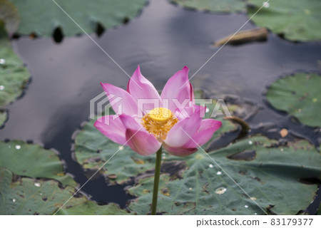 Natural photo: Lotus blooming season. This is beautifull flowers Natural photo: Lotus blooming season. This is beautifull flowers 83179377